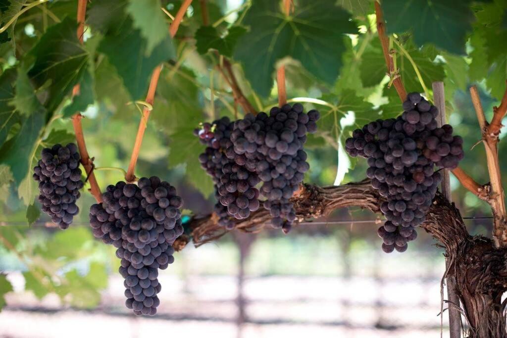 Cabernet Cottage Cottonwood Exteriér fotografie