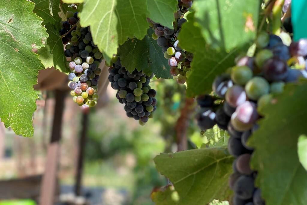 Cabernet Cottage Cottonwood Exteriér fotografie
